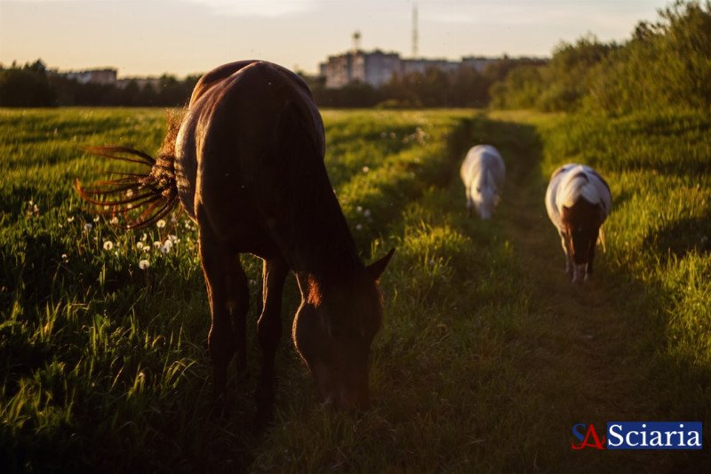 Beyond Human Hands: Discovering Nature's Animal Farmers