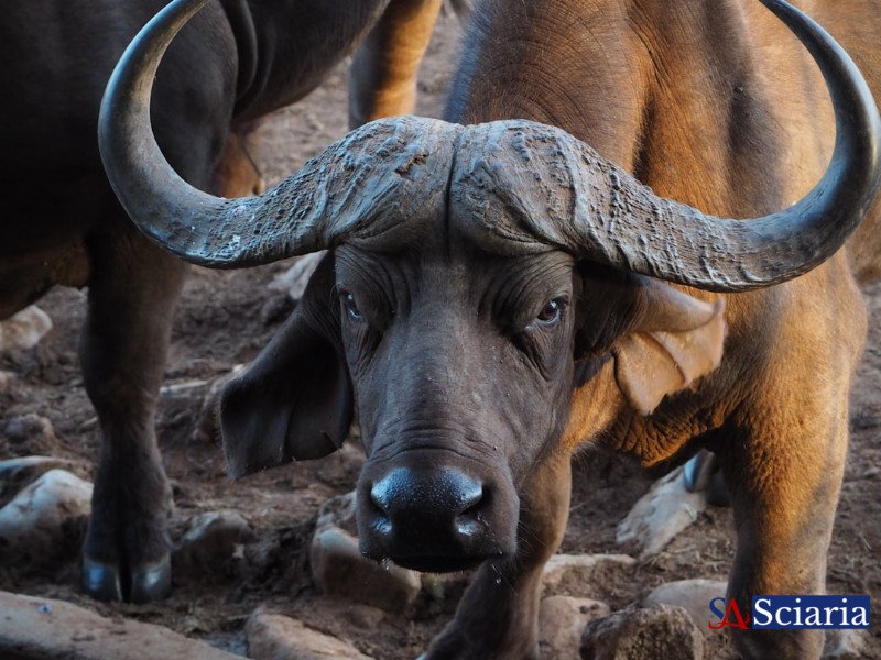 Beyond Human Perception: Unlocking the Secret Senses of the Animal Kingdom