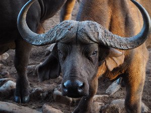 Beyond Human Perception: Unlocking the Secret Senses of the Animal Kingdom