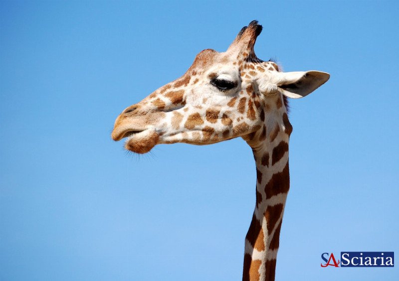Beyond Neurons: The Astonishing Brilliance of Brainless Animals