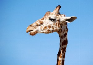 Beyond Neurons: The Astonishing Brilliance of Brainless Animals