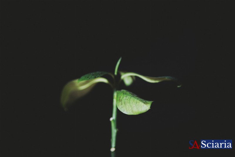 Flora's Sixth Sense: Unlocking the Hidden World of Plant Perception
