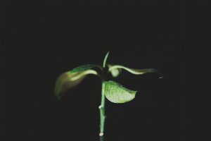 Flora's Sixth Sense: Unlocking the Hidden World of Plant Perception