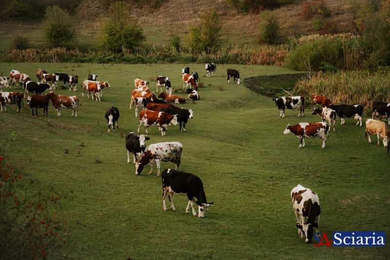 Herd Harmony: The Scientific Path to Stress-Free Livestock and Thriving Farms