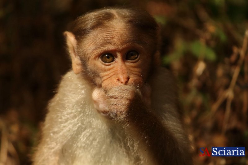 Invisible Worlds: How Animals Perceive Beyond Our Human Senses