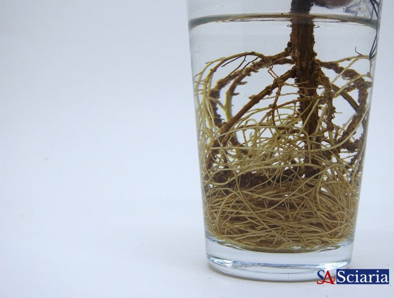 Living Materials: How Biology is Revolutionizing Design and Engineering