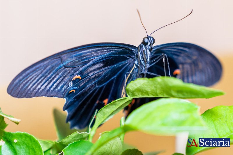 Mimicry Masters: Nature's Deceptive Geniuses in the Wild