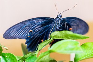 Mimicry Masters: Nature's Deceptive Geniuses in the Wild