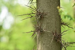 Mycorrhizal Networks: Unearthing the Forest's 'Wood Wide Web'