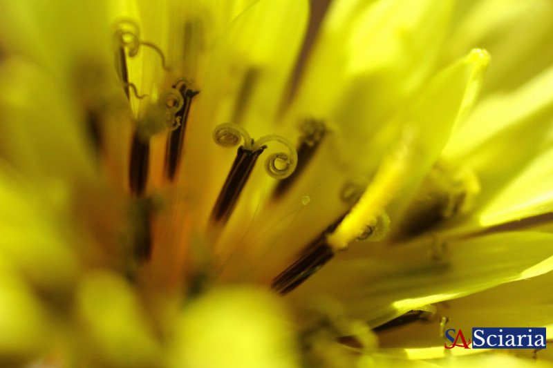 Nature's Biohackers: How Life Rewrites Its Own Rules