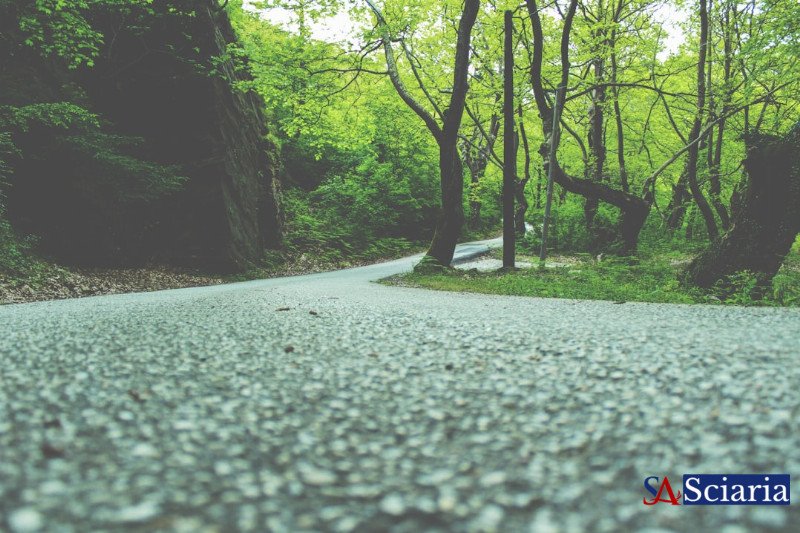 Nature's City Comeback: Rewilding the Asphalt Jungle