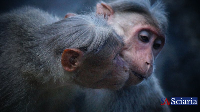 Nature's Immortals: Unlocking the Biological Secrets of Animals That Defy Time