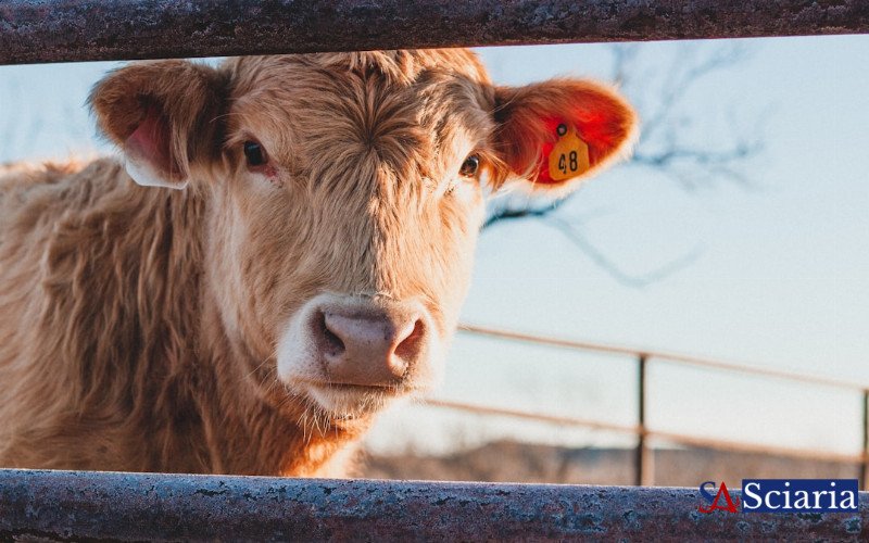 Revolutionizing Livestock Health: Embracing Proactive Strategies Beyond Antibiotics