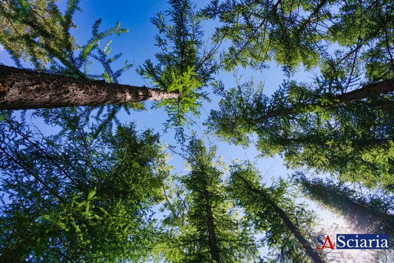 Should a Forest Have a Legal Defender? Unpacking the Rise of Ecocentric Law