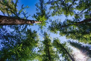 Should a Forest Have a Legal Defender? Unpacking the Rise of Ecocentric Law