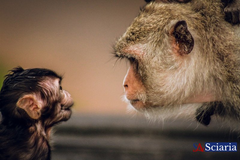 The Ageless Enigma: What Biologically Immortal Animals Teach Us About Life, Death, and Ethics