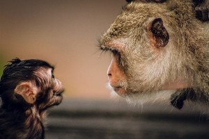 The Ageless Enigma: What Biologically Immortal Animals Teach Us About Life, Death, and Ethics