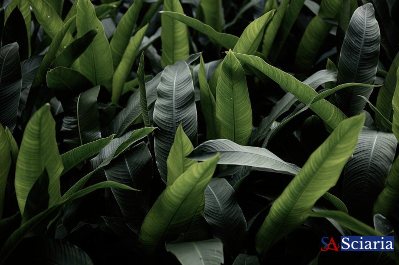 The Botanical Battlefield: Unveiling the Hidden Wars of the Plant Kingdom