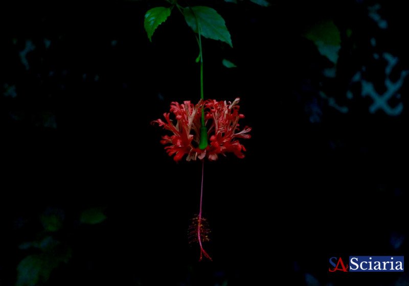 The Botanical Night Shift: Unseen Rhythms of Plant Life
