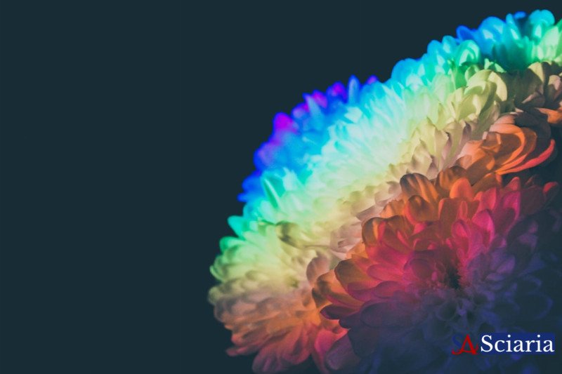 The Brain's Masterpiece: How Your Mind Constructs Your Reality