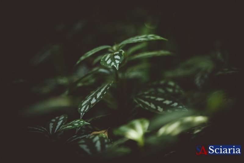 The Hidden Intelligence of Flora: Exploring the Plant's Sixth Sense