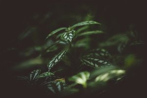 The Hidden Intelligence of Flora: Exploring the Plant's Sixth Sense