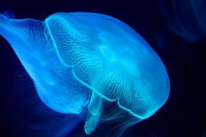 The Immortal Jellyfish: Unlocking Nature's Secret to Eternal Life