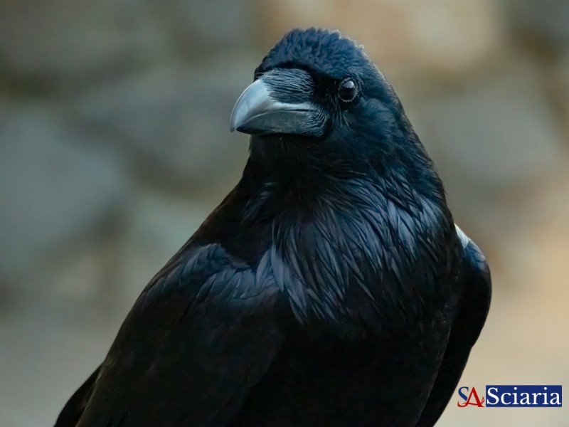 The Quantum Compass: How Bird Brains Master Magnetic Navigation