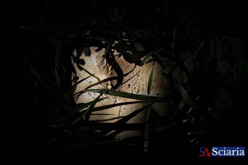 The Silent Symphony: How Animals Master the Language of Light in the Dark