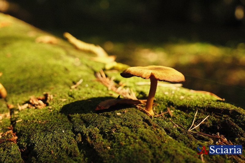 The Wood Wide Web: Unearthing the Fungal Network Connecting Our Forests