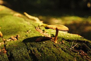 The Wood Wide Web: Unearthing the Fungal Network Connecting Our Forests