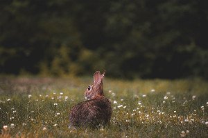 Unseen Worlds: How Animals Sense What Humans Can't