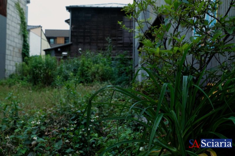 Urban Rewilding: How Greening Our Cities Benefits Everyone